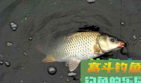 重窝的作用，与小水面打窝的技巧