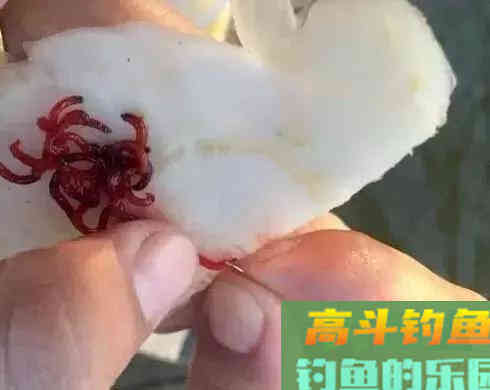 红虫不同场合下做钓饵技巧，用好了隔壁老王都眼红