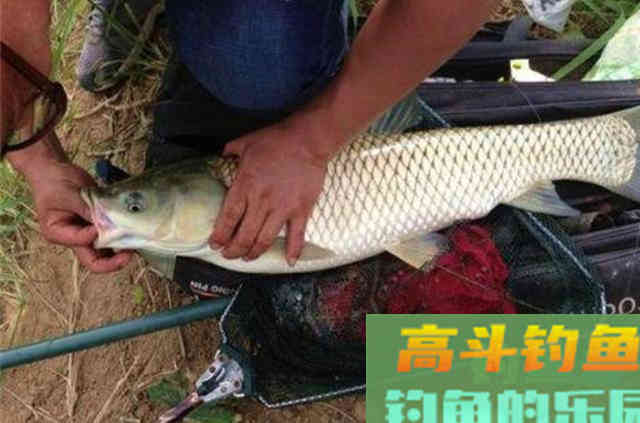 钓了二十年草鱼，不料这饵料比小药还管用