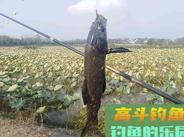 用蚯蚓总是抓不住鱼口，可以试试直接这样钓