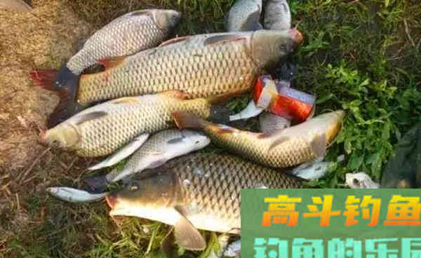 秋季钓鱼，用这些自制饵料，通杀鲫草鳊鲤