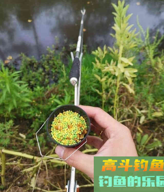 酒米窝料诱鱼，钓获100多条野生鲫鱼