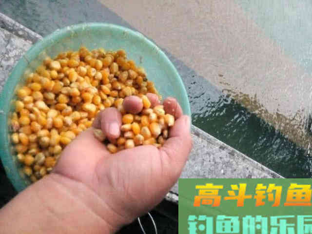 鱼为什么喜欢吃玉米粒？还被钓鱼人称为素饵之王