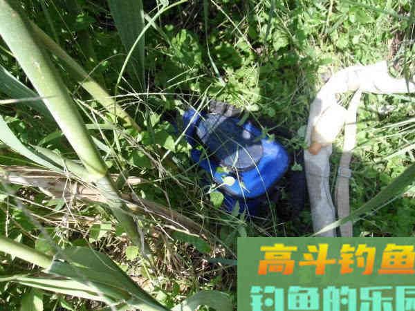 自制一款经济实用的小麦诱饵，会用的钓鱼人不多