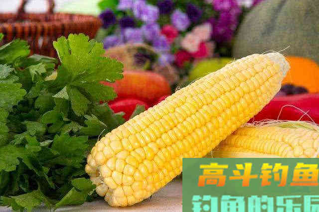 鱼为什么喜欢吃玉米粒？还被钓鱼人称为素饵之王