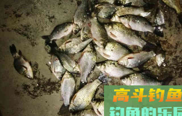 豆腐渣加这些做钓饵，钓效不比蚯蚓差，感兴趣拿走