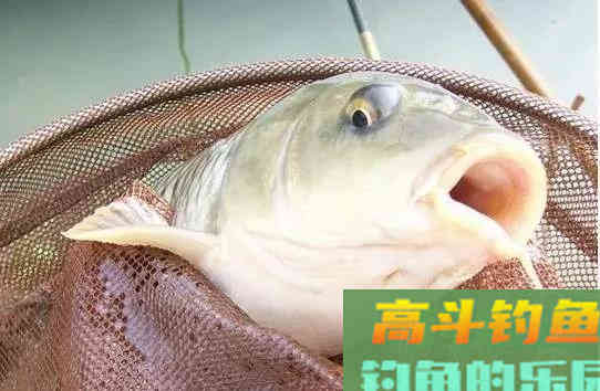 它被垂钓界公认的万能饵，玉米