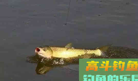 在家就能自制的秋钓草鱼饵，简单实用