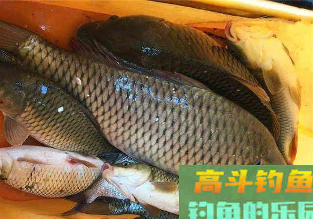 自制鲤鱼钓鱼小药配方分享，过程简单成本低