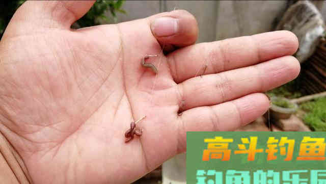 详解使用蚯蚓钓鱼有何优势及调漂方法