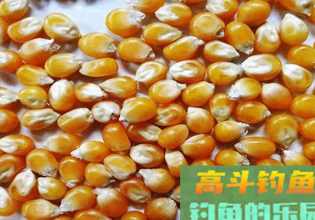 自制窝料放了1周，打开后被人嘲笑，窝料入水