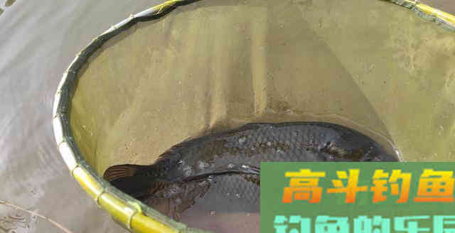 钓鱼小药的应用是否违背初心，要从添加剂本身说起