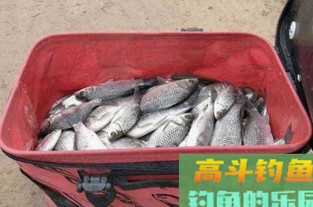 在饵料中添加这些东西有奇效，鲫鱼鲤鱼都一顿猛拉