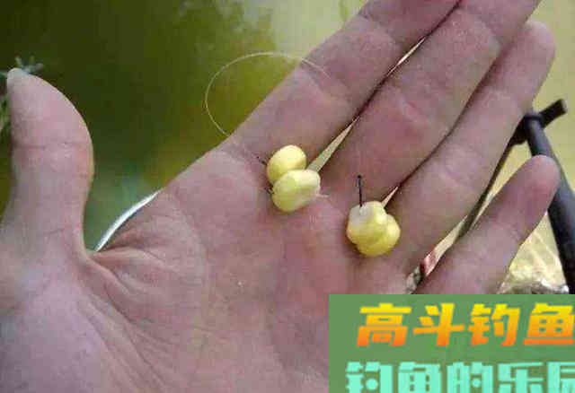 鱼为什么喜欢吃玉米粒？还被钓鱼人称为素饵之王
