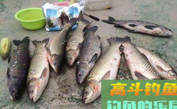 夏季民间常用的海竿饵料配方