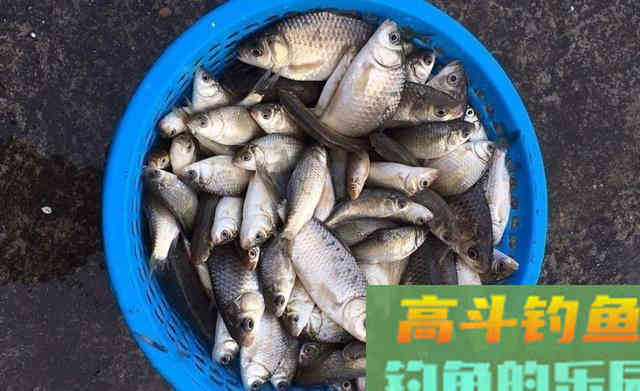稻谷窝料诱鱼，钓获80多条鲫鱼，12条野生鲤鱼