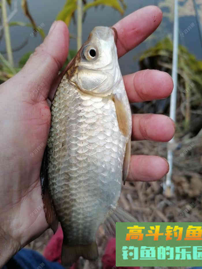 饵料是靠什么诱鱼？雾化、颜色、味道，到底是什么