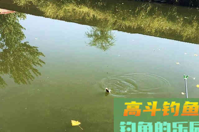 窝内有鱼不开口！是饵料不对路？