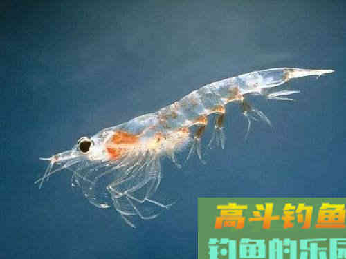 晚秋用腥饵，也要有技巧，这么做才能大鱼进窝小鱼不闹