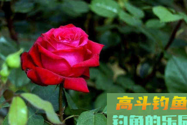 香腥饵和腥香饵，傻傻分不清楚，看完这些就明白
