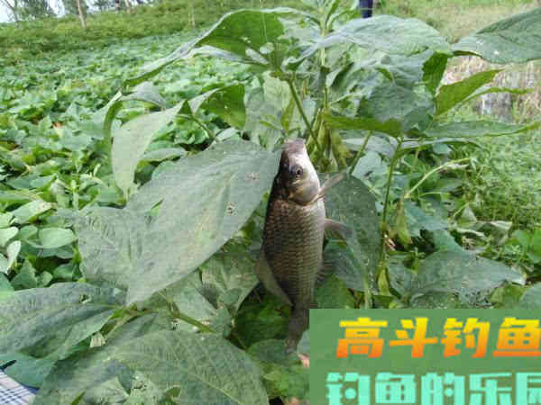 冷天钓鱼别只单挂蚯蚓红虫，多一个小步骤事半功倍