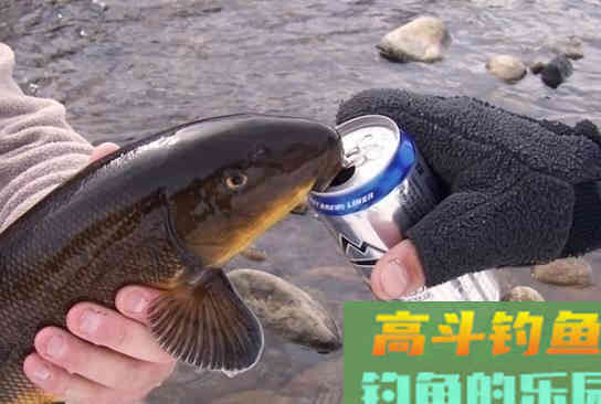 不同的啤酒钓鱼，用法和目标鱼是不同