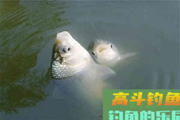 冬季要用腥，你说的是哪种腥？腥饵的种类