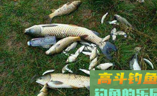 秋季钓大鱼，用这三款自制窝料