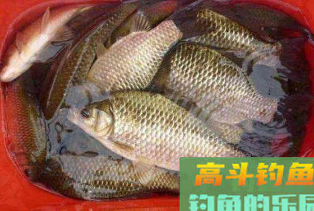 野钓的时候，蚯蚓万能饵料的3种高级用法