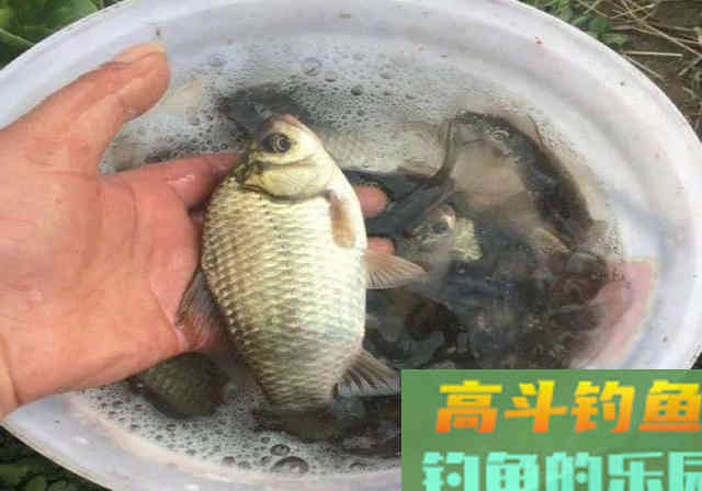 诱鱼不理想，不妨试试这款秘制窝料