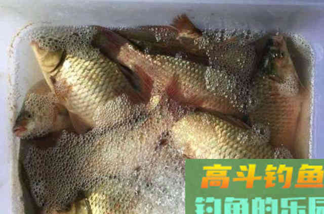 在深秋野钓过程中，配饵时可以加入的一些天然添加剂