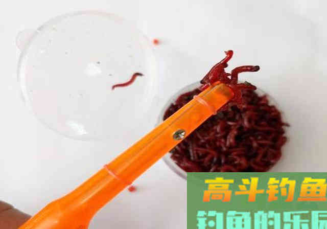 冬季使用红虫做钓饵，不想用手触碰，试试这3招