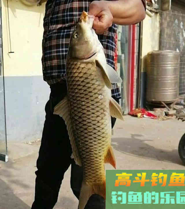 自制鲤鱼窝料，钓获一条8斤的鲤鱼，大板鲫鱼