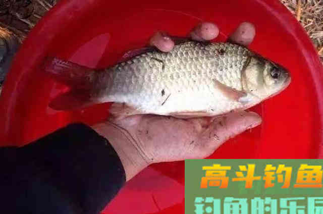 自从学会这3招，咬钩率不是一般的高