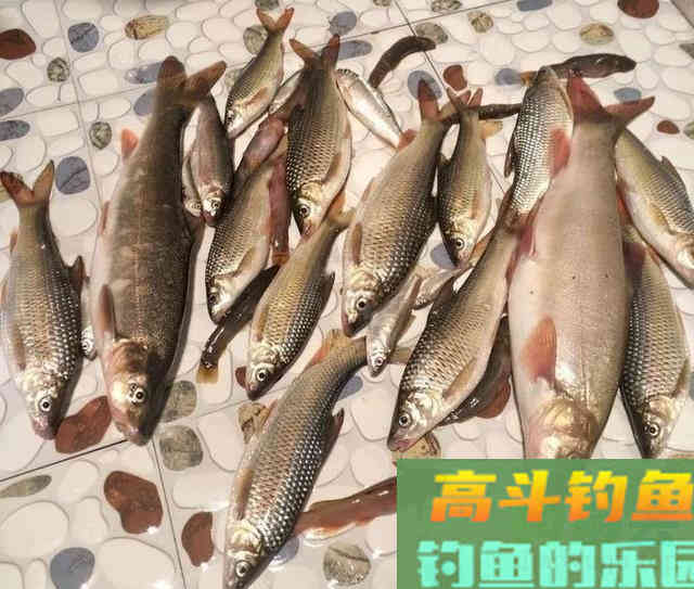 探钓细鳞鱼，用蚯蚓作钓名贵赤尾鱼
