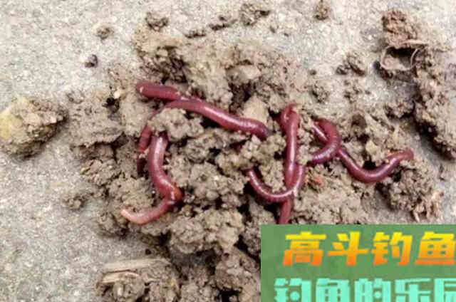 用蚯蚓钓鲫鱼屡屡上钩还双飞，这些技巧很受用