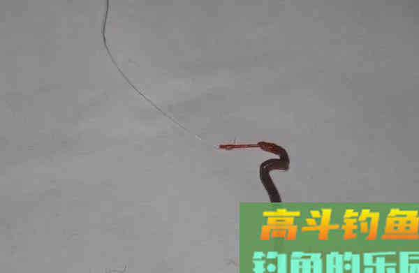 为什么人家挂蚯蚓总能钓到大鲫大鲤，而你只能钓麦穗