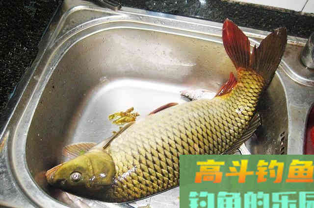 钓大鱼的自制窝料配方分享，简单易学成本还低