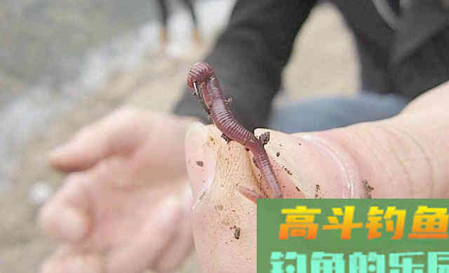 只用蚯蚓垂钓不上鱼，试一试面饵，做成蚯蚓伴侣