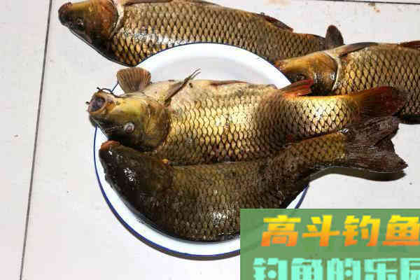 都说钓鱼要用粮食换，该如何打窝，从四个方面考虑