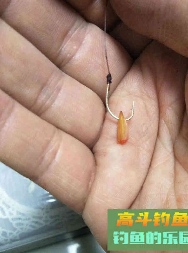 谷麦钓法，自制酒米野钓鲫鱼
