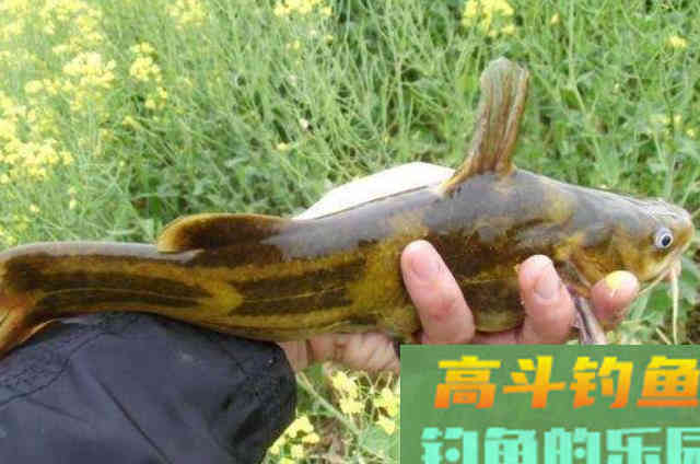 这饵红遍大江南北，对付黄骨鱼绰绰有余