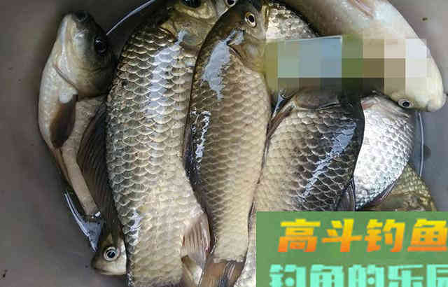 窝料配方，针对鲫鲤草鳊鱼，效果还不错