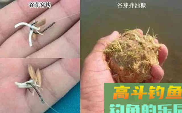 被钓鱼人忽视的绿色钓饵谷芽，制作过程及使用方法