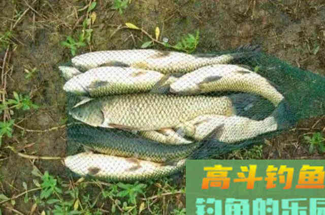 被钓鱼人忽视的绿色钓饵谷芽，制作过程及使用方法
