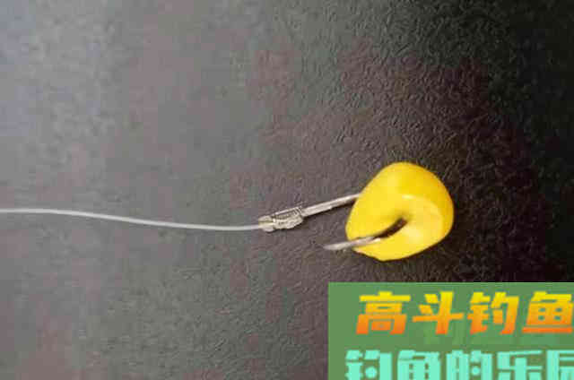 鱼为什么喜欢吃玉米粒？还被钓鱼人称为素饵之王