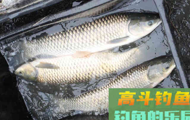 钓草鱼钓浮还是钓底？不纠结，窝料做好才是关键