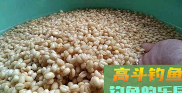 诱钓鲫鱼，小麦窝料制作教学，钓获十条鲫鱼