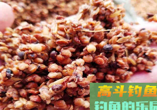 夏季打窝诱鱼不理想，那就试试这款鸡粪窝料