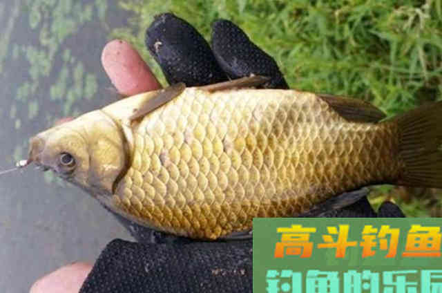 酒米窝料不够怎么办？钓鱼大神的三大添加法门